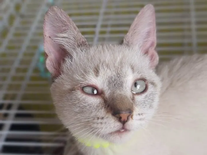 Gato ra a SRD-ViraLata idade 2 a 6 meses nome Keiko