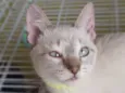 Keiko