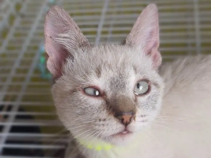 Gato ra a SRD-ViraLata idade 2 a 6 meses nome Keiko
