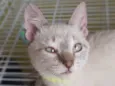 Keiko