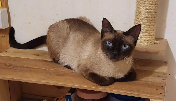 Gato ra a SRD-ViraLata idade 1 ano nome Margarida 