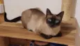 Margarida
