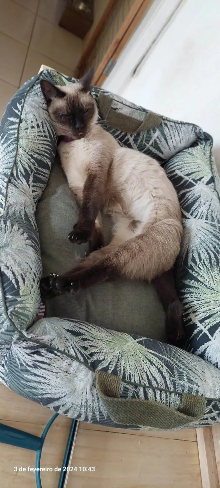 Gato ra a SRD-ViraLata idade 1 ano nome Margarida 