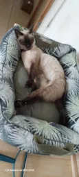 Margarida
