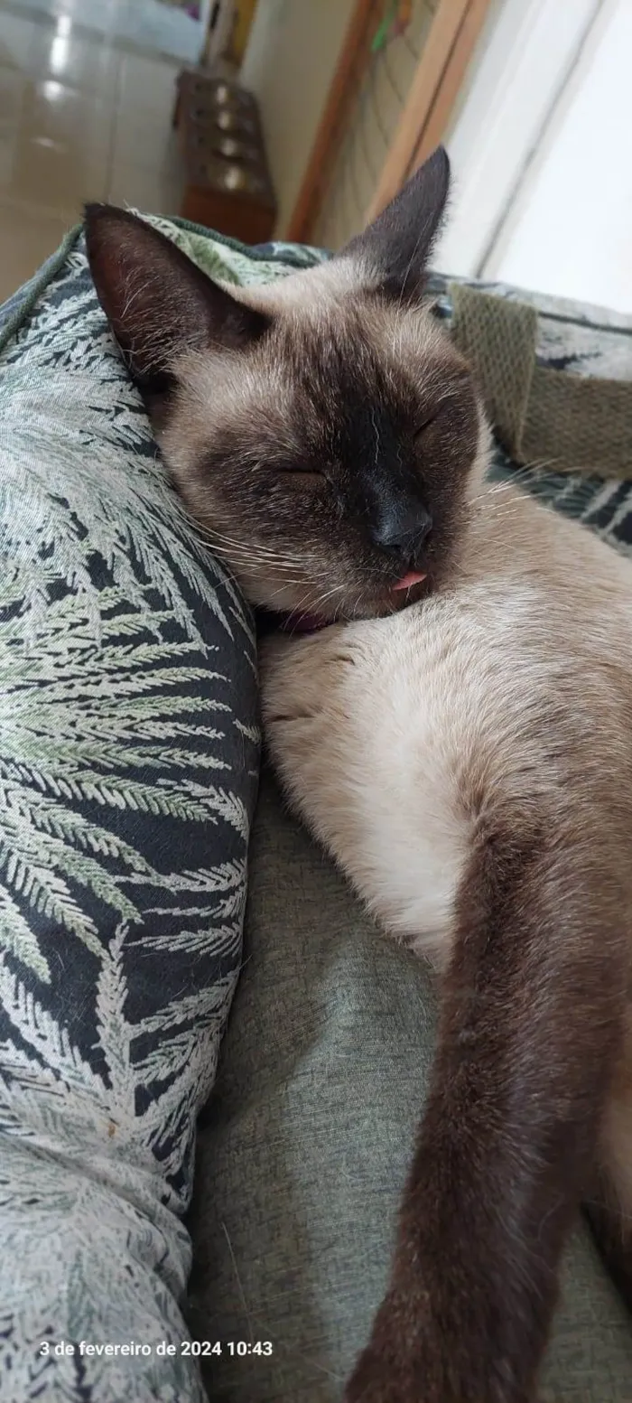 Gato ra a SRD-ViraLata idade 1 ano nome Margarida 