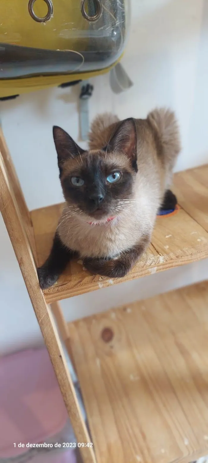 Gato ra a SRD-ViraLata idade 1 ano nome Margarida 