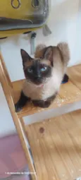 Margarida