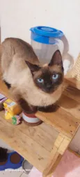 Margarida
