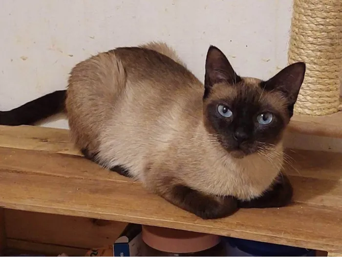 Gato ra a SRD-ViraLata idade 1 ano nome Margarida 