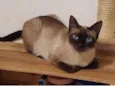 Margarida