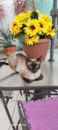 Margarida