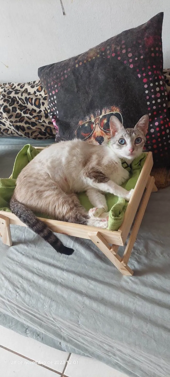 Gato ra a SRD-ViraLata idade 1 ano nome Mia
