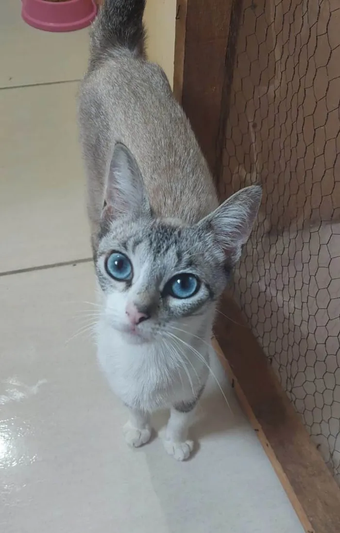 Gato ra a SRD-ViraLata idade 1 ano nome Mia