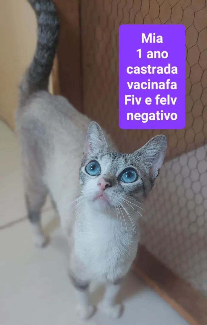 Gato ra a SRD-ViraLata idade 1 ano nome Mia