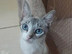 Gato raça SRD-ViraLata idade 1 ano nome Mia