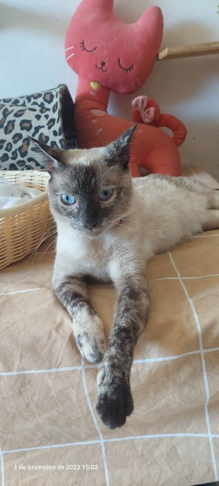 Gato ra a SRD-ViraLata idade 1 ano nome Magnólia 