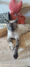 Magnólia