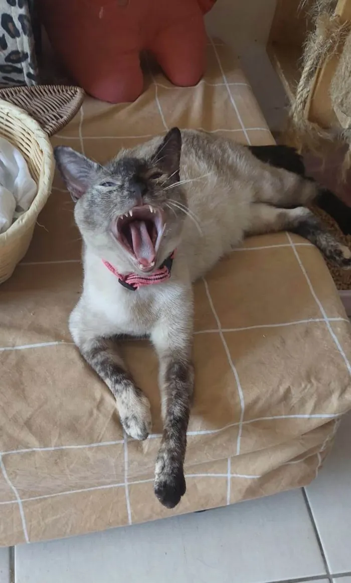 Gato ra a SRD-ViraLata idade 1 ano nome Magnólia 