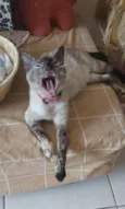 Magnólia