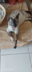 Magnólia