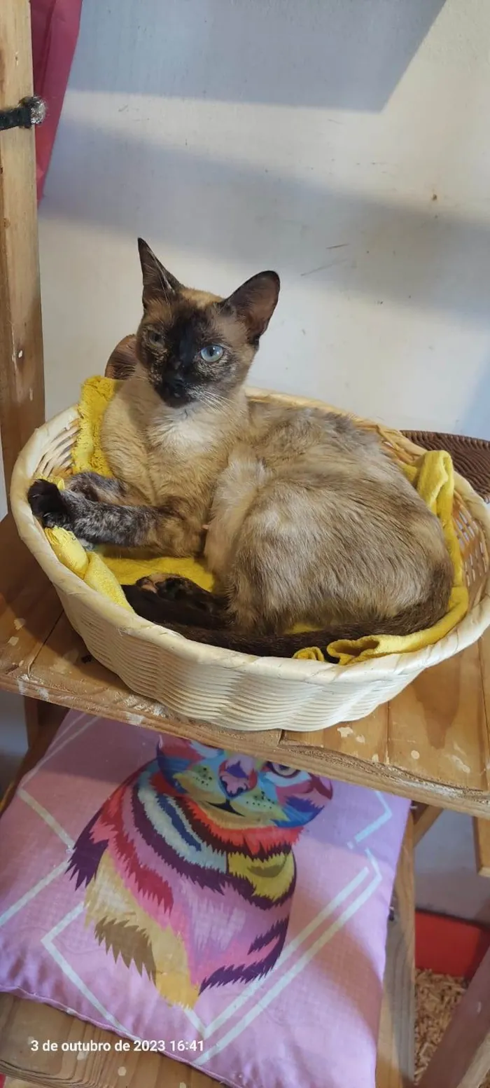 Gato ra a SRD-ViraLata idade 1 ano nome Magnólia 