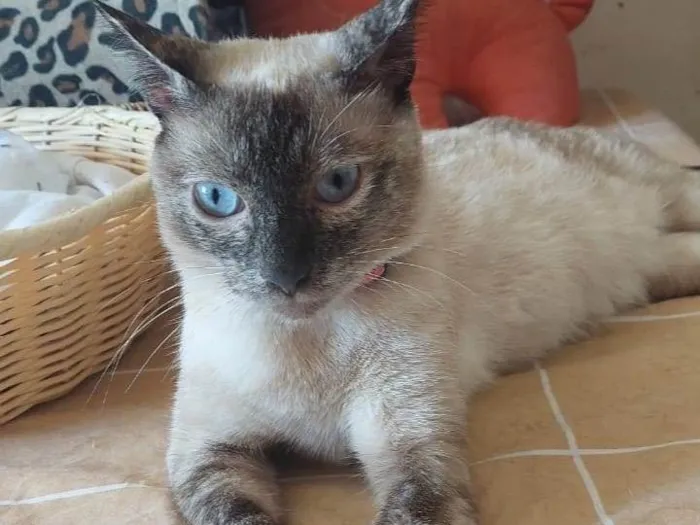 Gato ra a SRD-ViraLata idade 1 ano nome Magnólia 