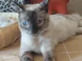 Magnólia