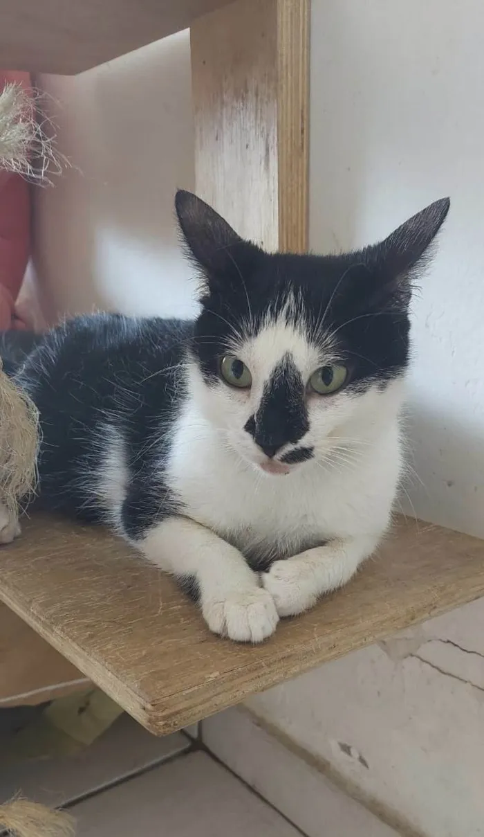 Gato ra a SRD-ViraLata idade 1 ano nome Dorothy 