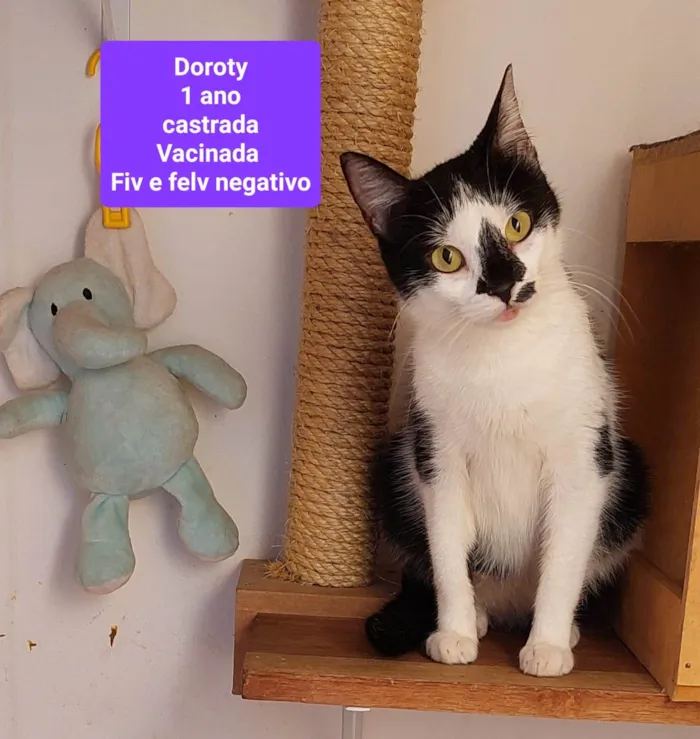 Gato ra a SRD-ViraLata idade 1 ano nome Dorothy 