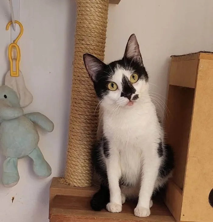 Gato ra a SRD-ViraLata idade 1 ano nome Dorothy 