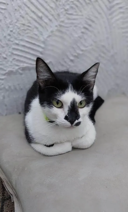 Gato ra a SRD-ViraLata idade 1 ano nome Dorothy 