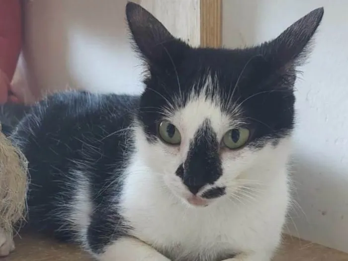 Gato ra a SRD-ViraLata idade 1 ano nome Dorothy 