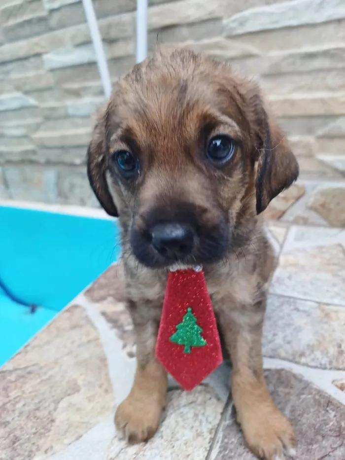 Cachorro ra a SRD-ViraLata idade 2 a 6 meses nome MACHINHO 1