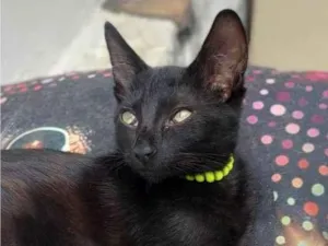 Gato raça SRD-ViraLata idade 2 a 6 meses nome Shoyo