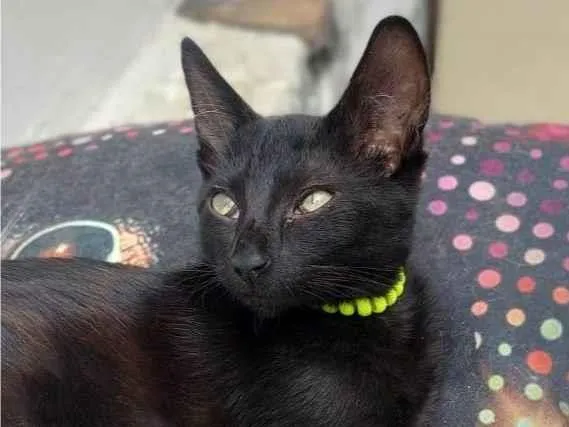 Gato ra a SRD-ViraLata idade 2 a 6 meses nome Shoyo