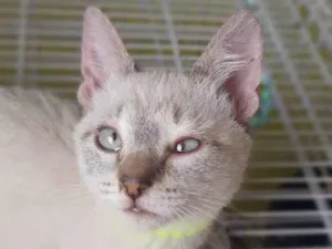Gato raça SRD-ViraLata idade 2 a 6 meses nome Keiko
