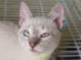 Keiko