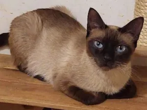 Gato raça SRD-ViraLata idade 1 ano nome Margarida 