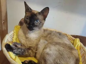 Gato raça SRD-ViraLata idade 1 ano nome Magnólia 