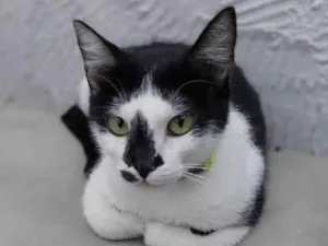 Gato raça SRD-ViraLata idade 1 ano nome Dorothy 