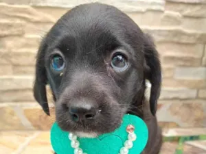 Cachorro raça SRD-ViraLata idade 2 a 6 meses nome FEMEAZINHA