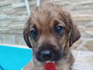 Cachorro raça SRD-ViraLata idade 2 a 6 meses nome MACHINHO 1