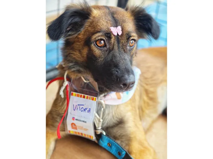 Cachorro ra a SRD-ViraLata idade 2 anos nome Vitória