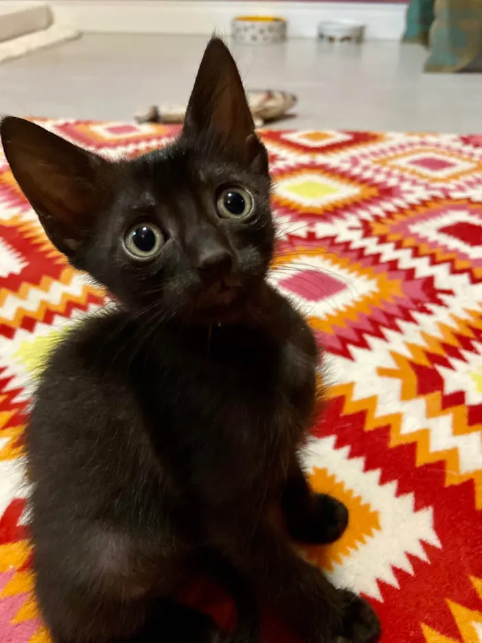 Gato ra a Srd idade Abaixo de 2 meses nome Duda