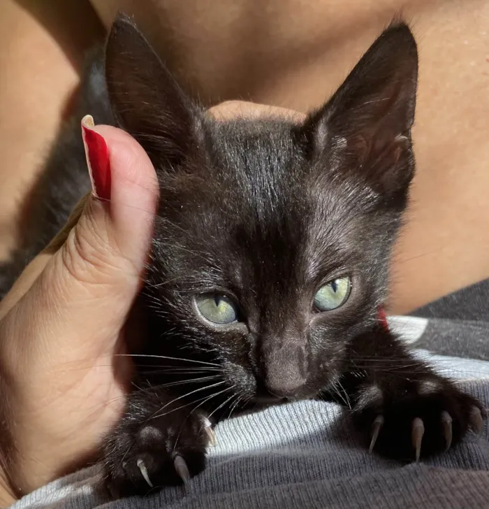 Gato ra a Srd idade Abaixo de 2 meses nome Duda