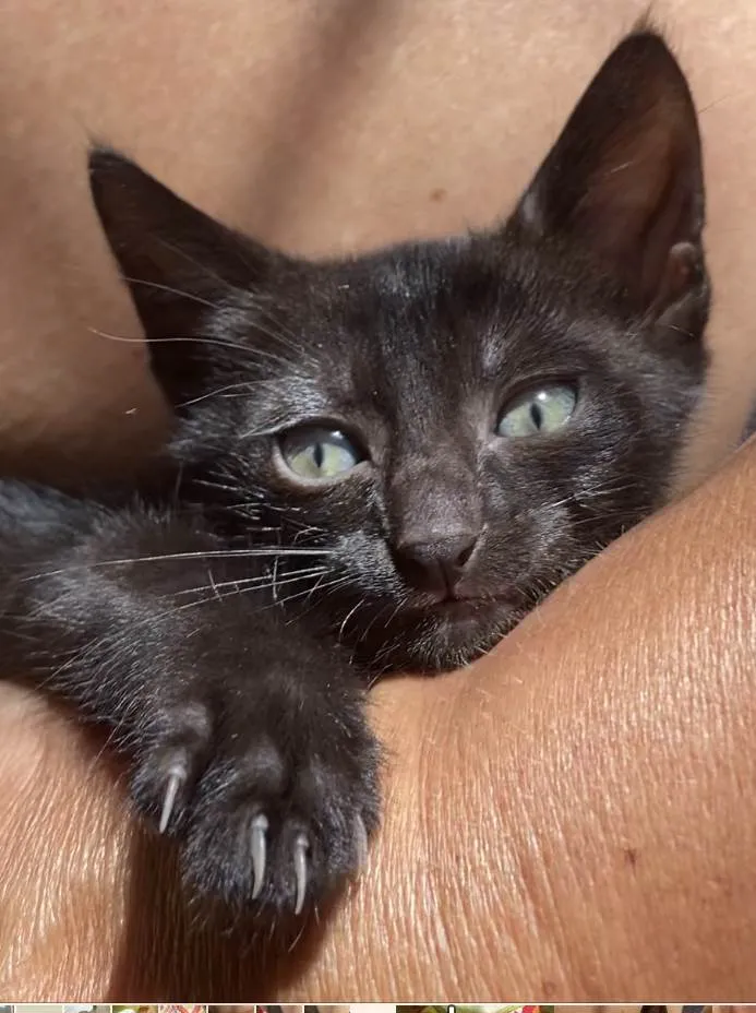 Gato ra a Srd idade Abaixo de 2 meses nome Duda