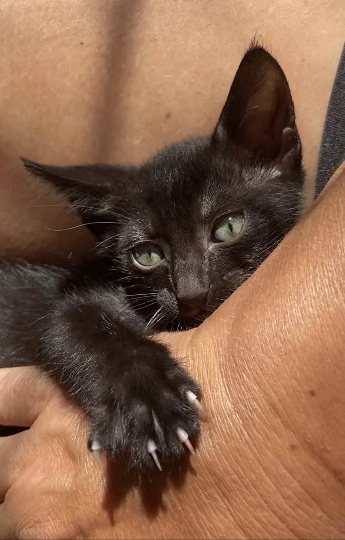 Gato ra a Srd idade Abaixo de 2 meses nome Duda