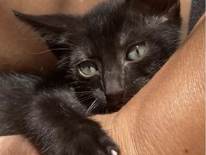 Gato ra a Srd idade Abaixo de 2 meses nome Duda