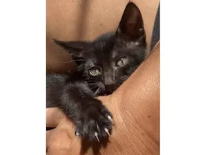 Gato raça Srd idade Abaixo de 2 meses nome Duda