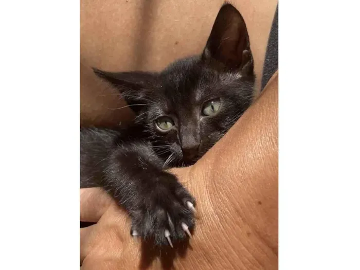 Gato ra a Srd idade Abaixo de 2 meses nome Duda